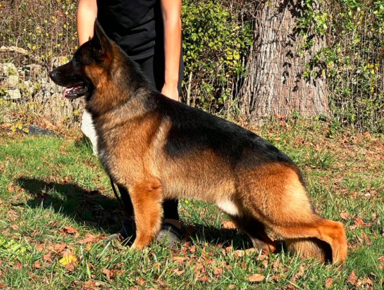 Kennels for 2024 german shepherd dogs